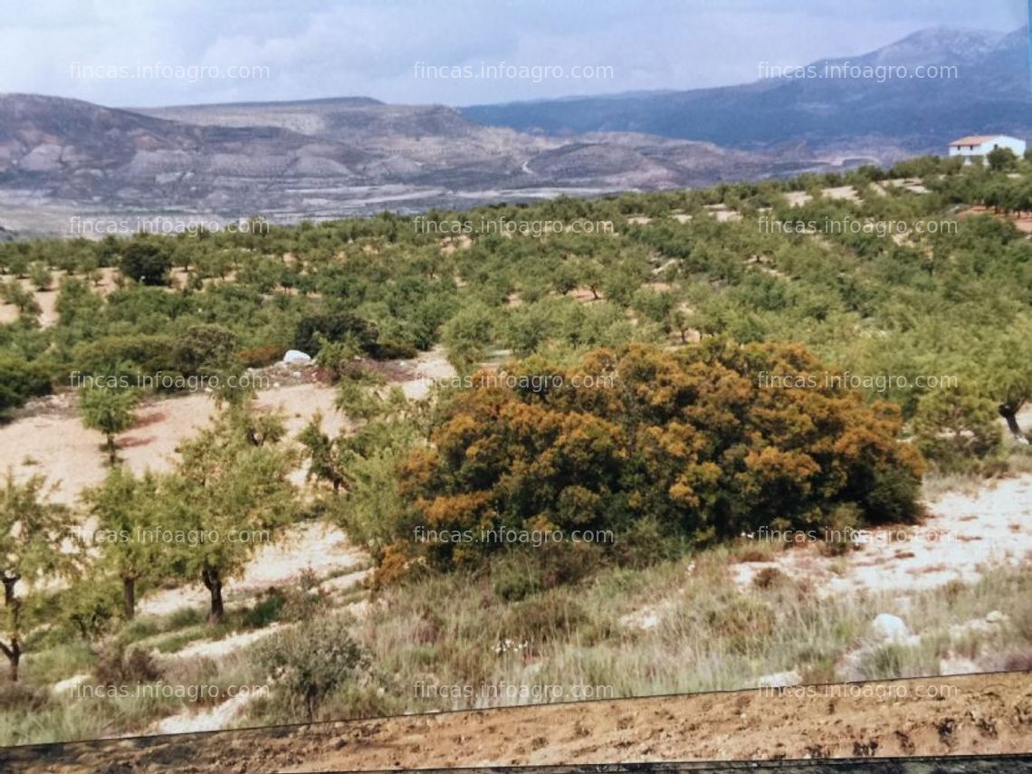 Fotos de A la venta plantación de almendros con casa en ademuz, valencia