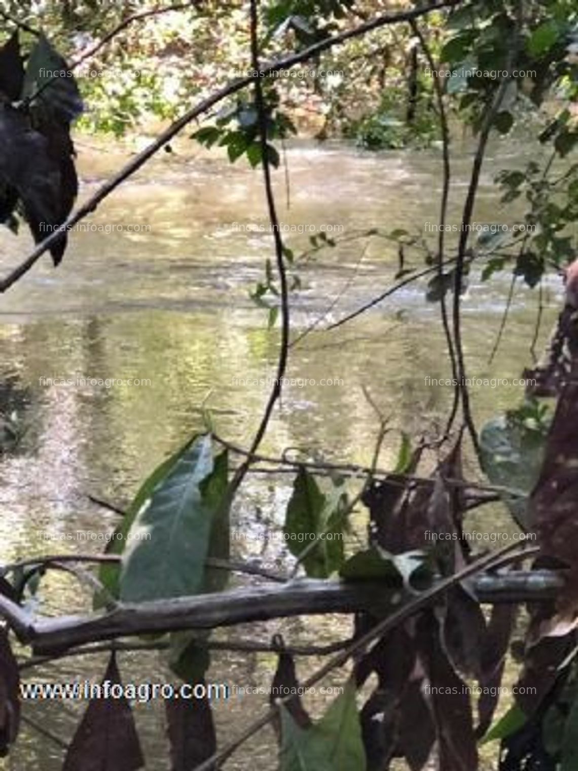 Fotos de Vendo 5469 ha de tierra agrícola en puerto gaitan, colombia