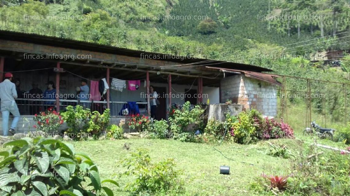 Fotos de En venta  finca cafetera en risaralda colombia