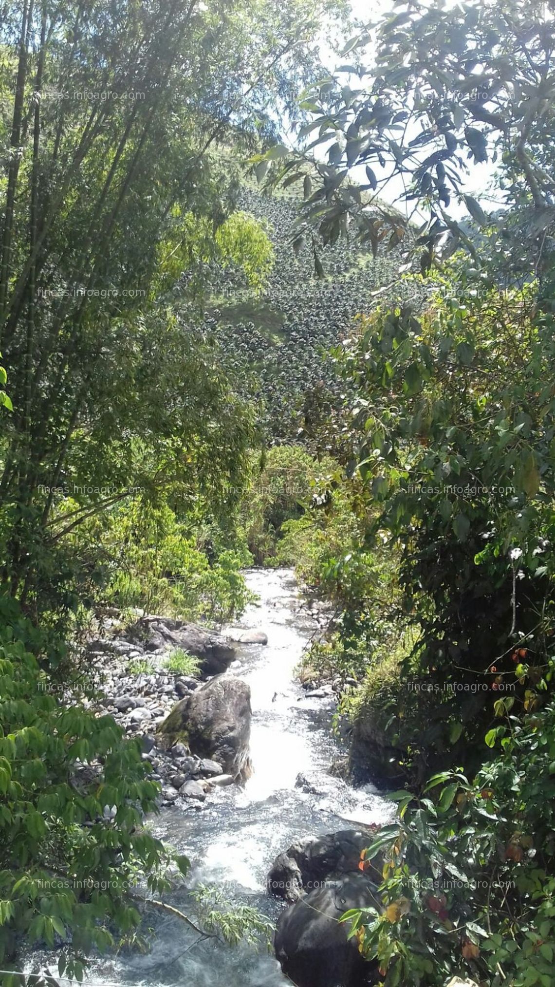 Fotos de En venta  finca cafetera en risaralda colombia