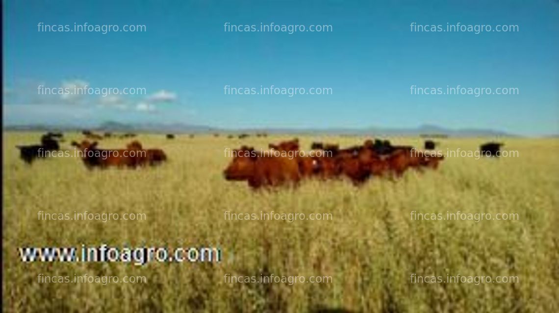 Fotos de En venta  en argentina finca agrícola y ganadera con riego - con 150 vacas angus y equipo de riego