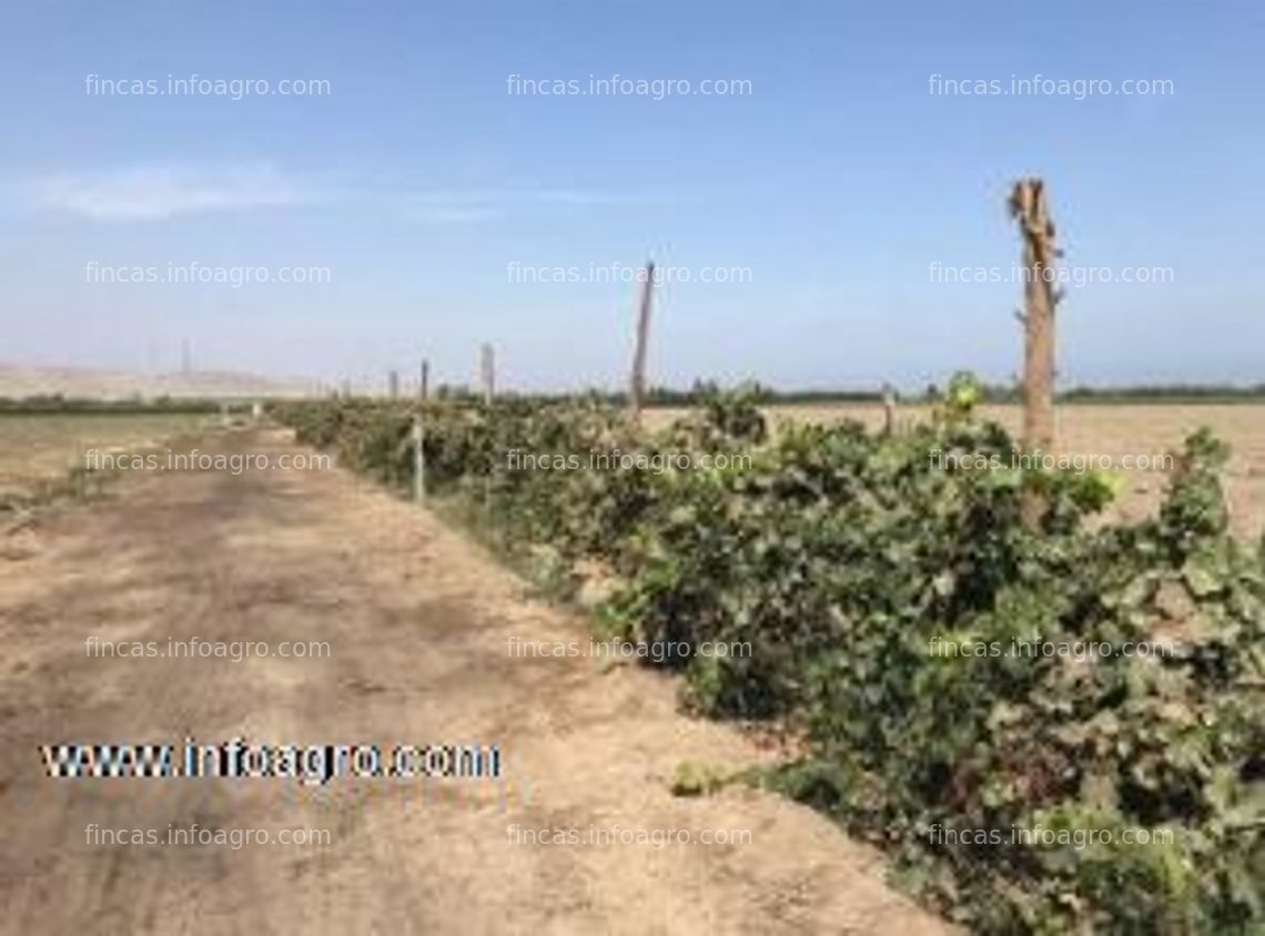 Fotos de A la venta fundo agricola e 20.66 hectareas