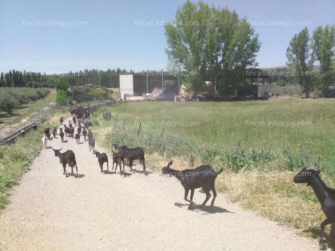 Fotos de En venta  explotación caprina, parcela de 3,2 ha de regadío por presión, nave-porche y casa de bioconstrucción