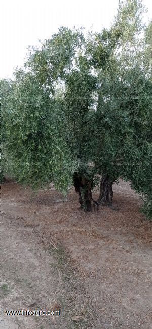 Vendo olivar picual de regadio 4500 matas