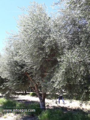 A la venta olivar, 682 has en la rioja, argentina
