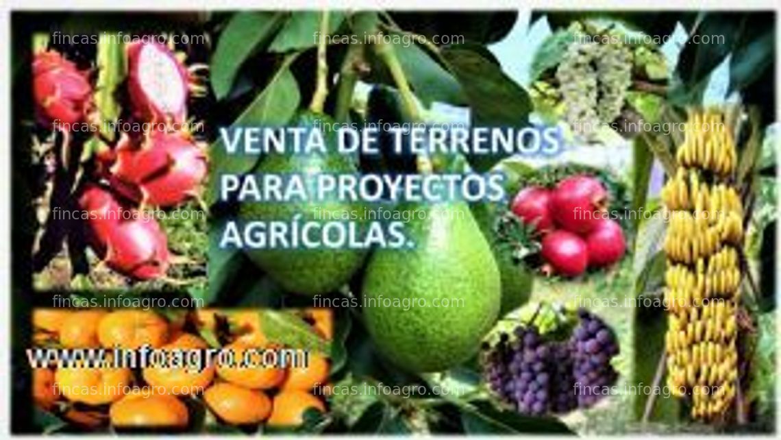 Fotos de A la venta terreno agrícolas actos para proyectos agrícolas