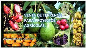 A la venta terreno agrícolas actos para proyectos agrícolas