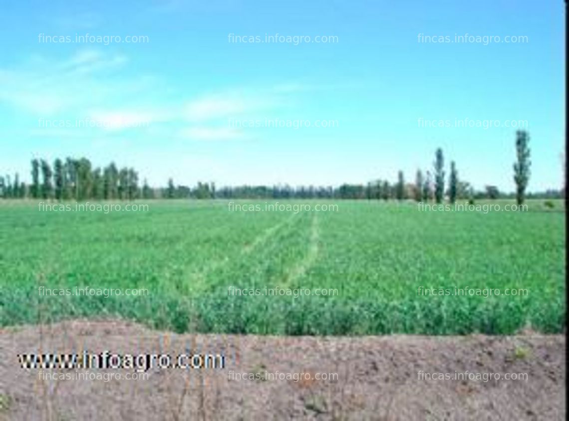 Fotos de A la venta en  la patagonia argentina 306 hectáreas bajo riego