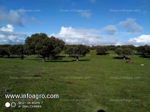 A la venta salamanca a 28 km. guijuelo 37km. finca 47 hectáreas en vecinos.