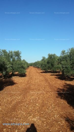 Vendo  olivar de 40.00 m2 en puente genil-montalbán
