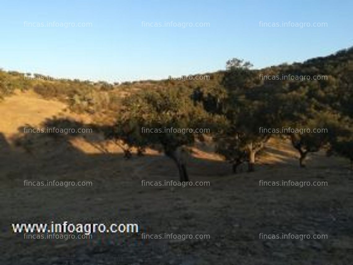 Fotos de En venta  finca de 19 hectareas