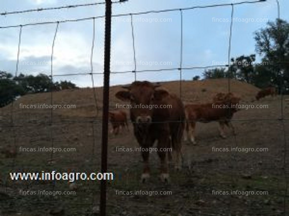 Fotos de En venta  finca de 19 hectareas