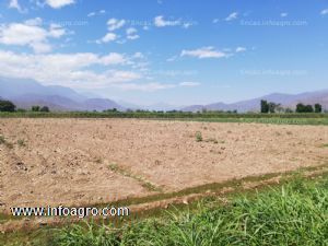 En venta  terreno para sembrio - oyotun