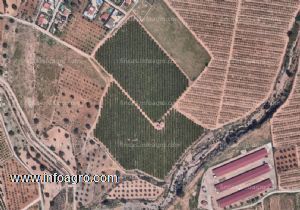 A la venta terreno de 47210 m2 de clemenules en lliria (valencia)