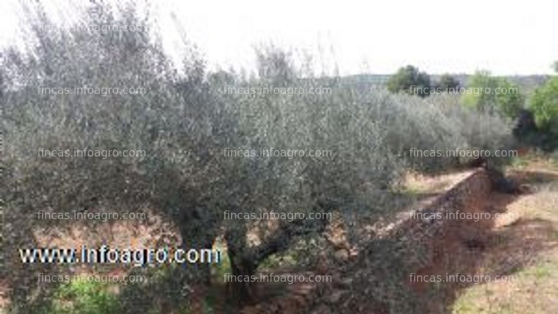 Fotos de A la venta olivar de 3 hanegadas en algimia de alfara.