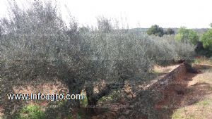 A la venta olivar de 3 hanegadas en algimia de alfara.