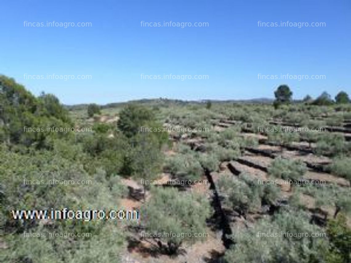 Fotos de En venta  finca rustica Alto maeztrazgo, Castellon