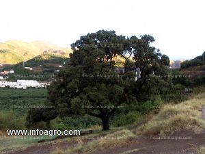 Se compra autonomo busco terreno mínimo 1000m2 en almuñecar/salobreña