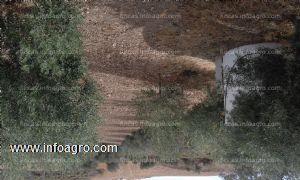 En venta  olivar de 4,2 hectáreas en antequera, málaga