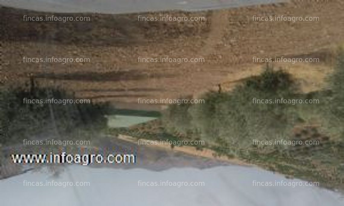 Fotos de En venta  olivar de 4,2 hectáreas en antequera, málaga