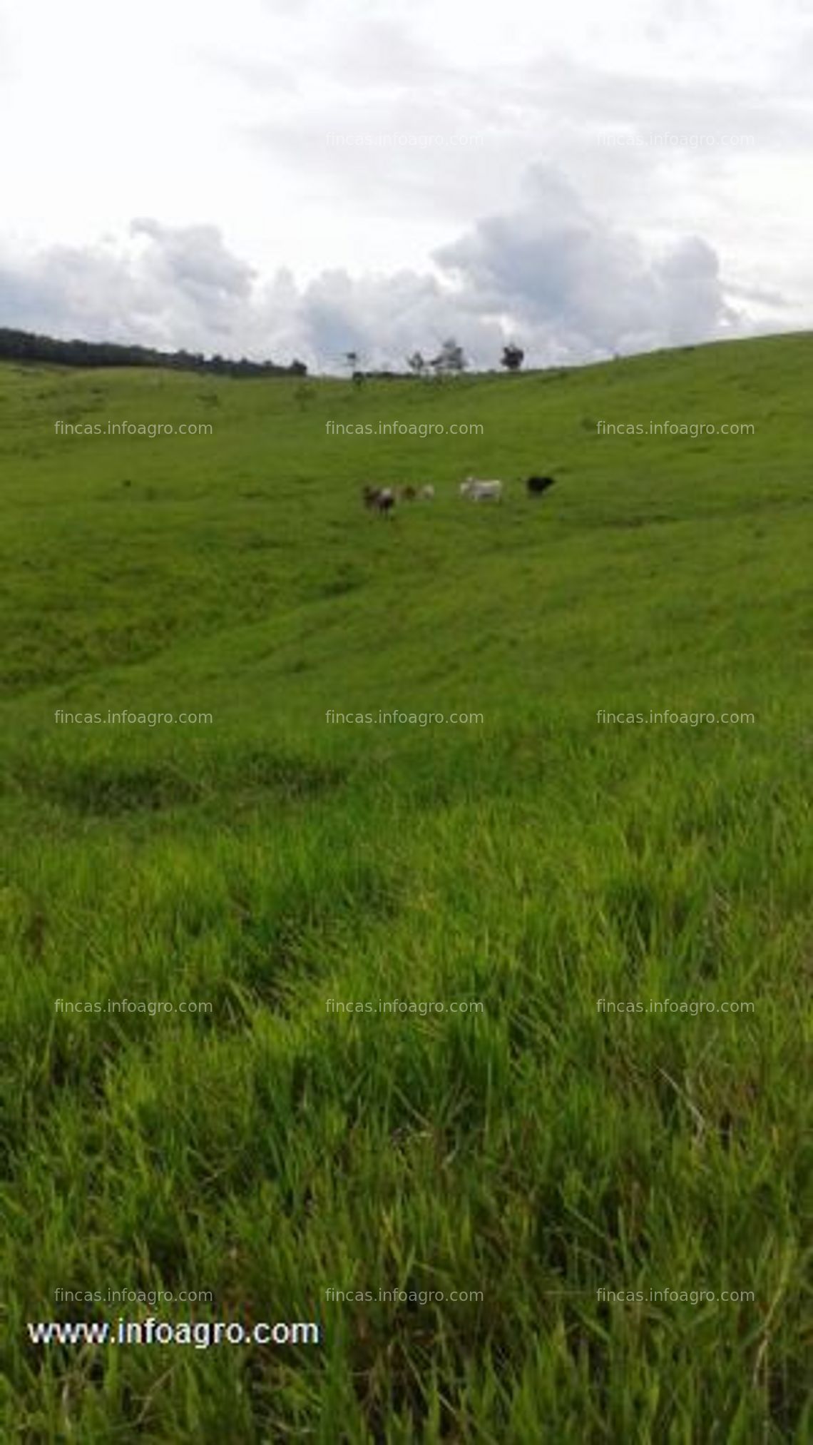 Fotos de A la venta finca ganadera,  agricola