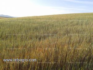 En venta  finca rustica muy productiva, de 24 hectareas en termino de utrera