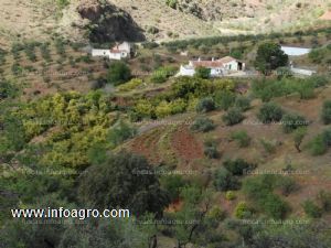 En venta  finca de aguacates con casa reformada