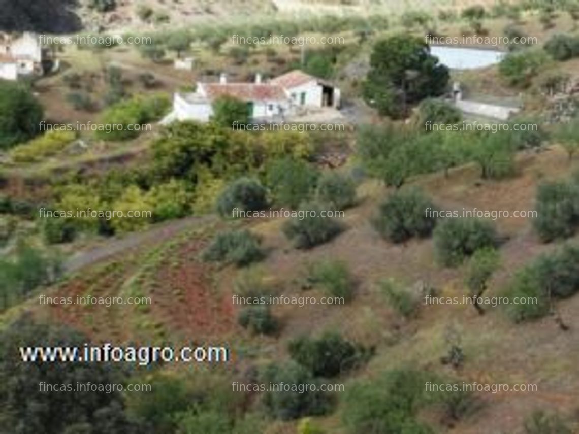 Fotos de En venta  finca de aguacates con casa reformada