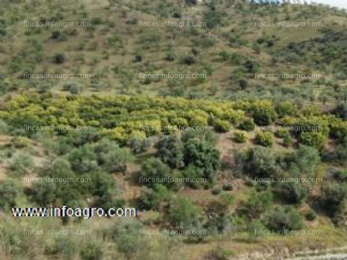 Fotos de En venta  finca de aguacates con casa reformada