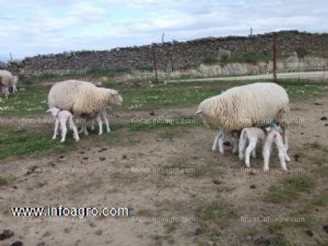 Fotos de A la venta 50 ovejas preñadas
