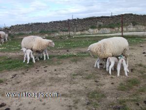 A la venta 50 ovejas preñadas