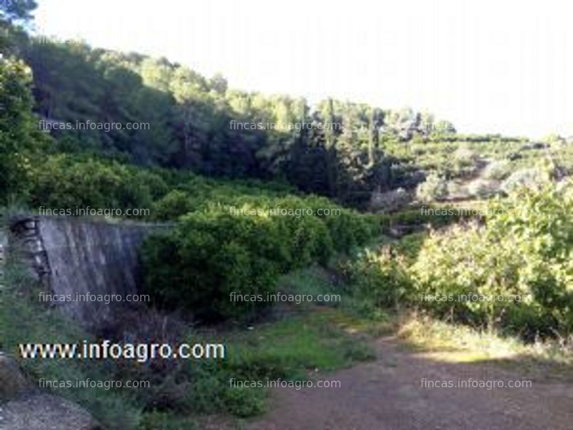 Fotos de A la venta terreno de naranjos