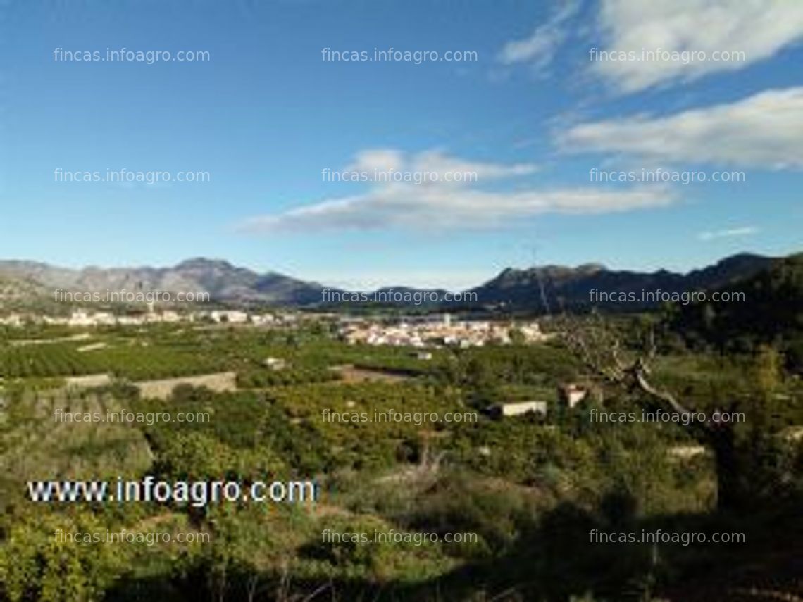 Fotos de A la venta terreno de naranjos