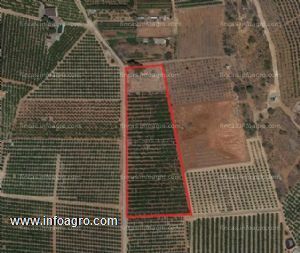 A la venta terreno agrícola de 21 hanegadas con naranjos en zona de bétera