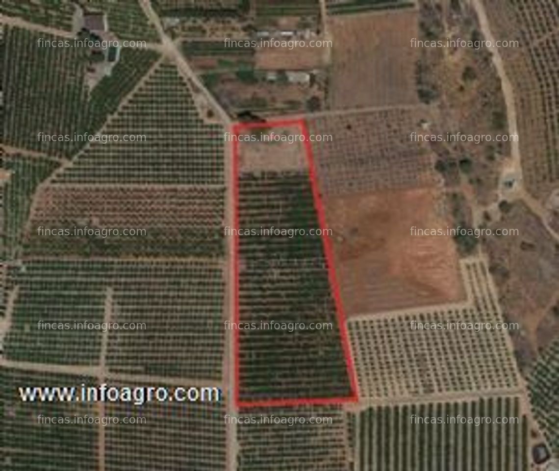 Fotos de A la venta terreno agrícola de 21 hanegadas con naranjos en zona de bétera