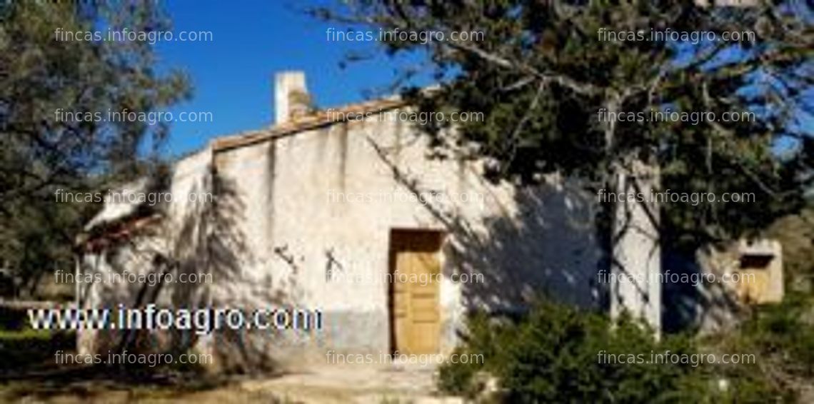 Fotos de A la venta olivar 900 olivos sevillana i fargas, 150 algarrobos, en cami ranchero tortosa