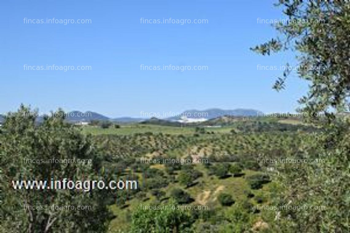 Fotos de A la venta ¡¡finca de 2,50 ha!! excelente oportunidad!!