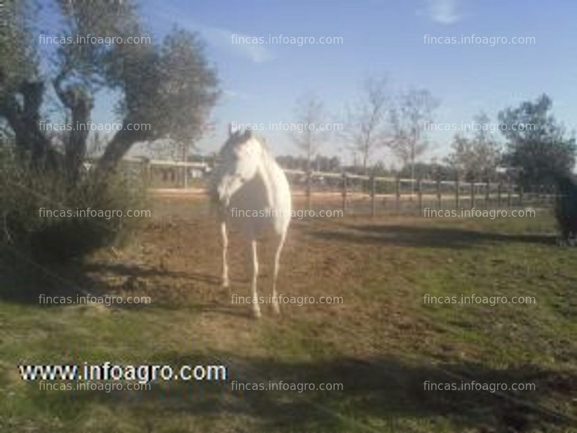 Fotos de A la venta finca en illescas,cerca de madrid y toledo