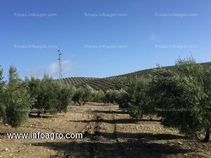 En venta finca de olivos en valenzuela / santiago de calatrava