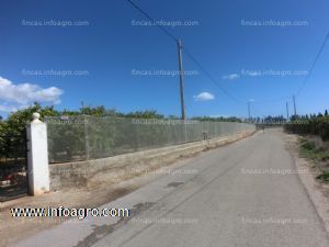 Vendo oportunidad¡¡¡¡campo de naranjas de 11 hanegadas en plena produccion. naranjas variedad navelane y valencias. tiene luz, agua, caseta de campo/aperos. riego por goteo en toda la parcela y balsa