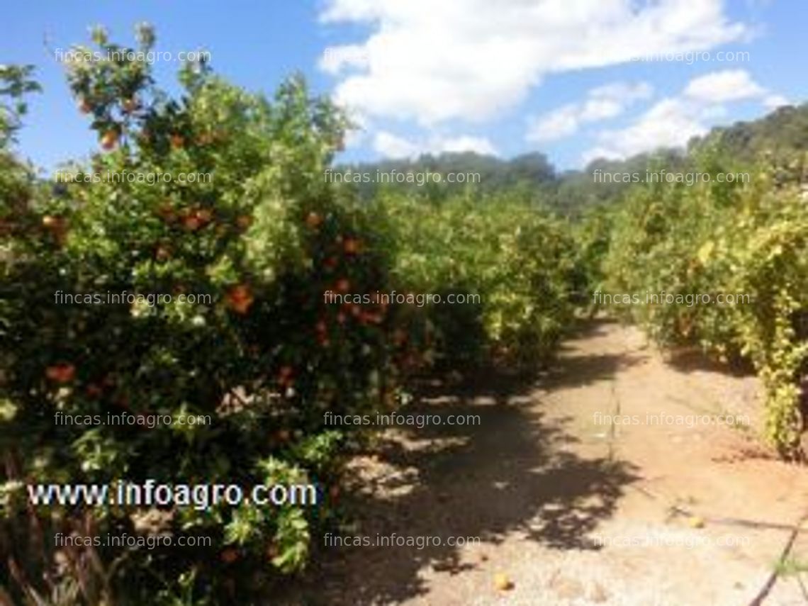 Fotos de Vendo oportunidad¡¡¡¡campo de naranjas de 11 hanegadas en plena produccion. naranjas variedad navelane y valencias. tiene luz, agua, caseta de campo/aperos. riego por goteo en toda la parcela y balsa