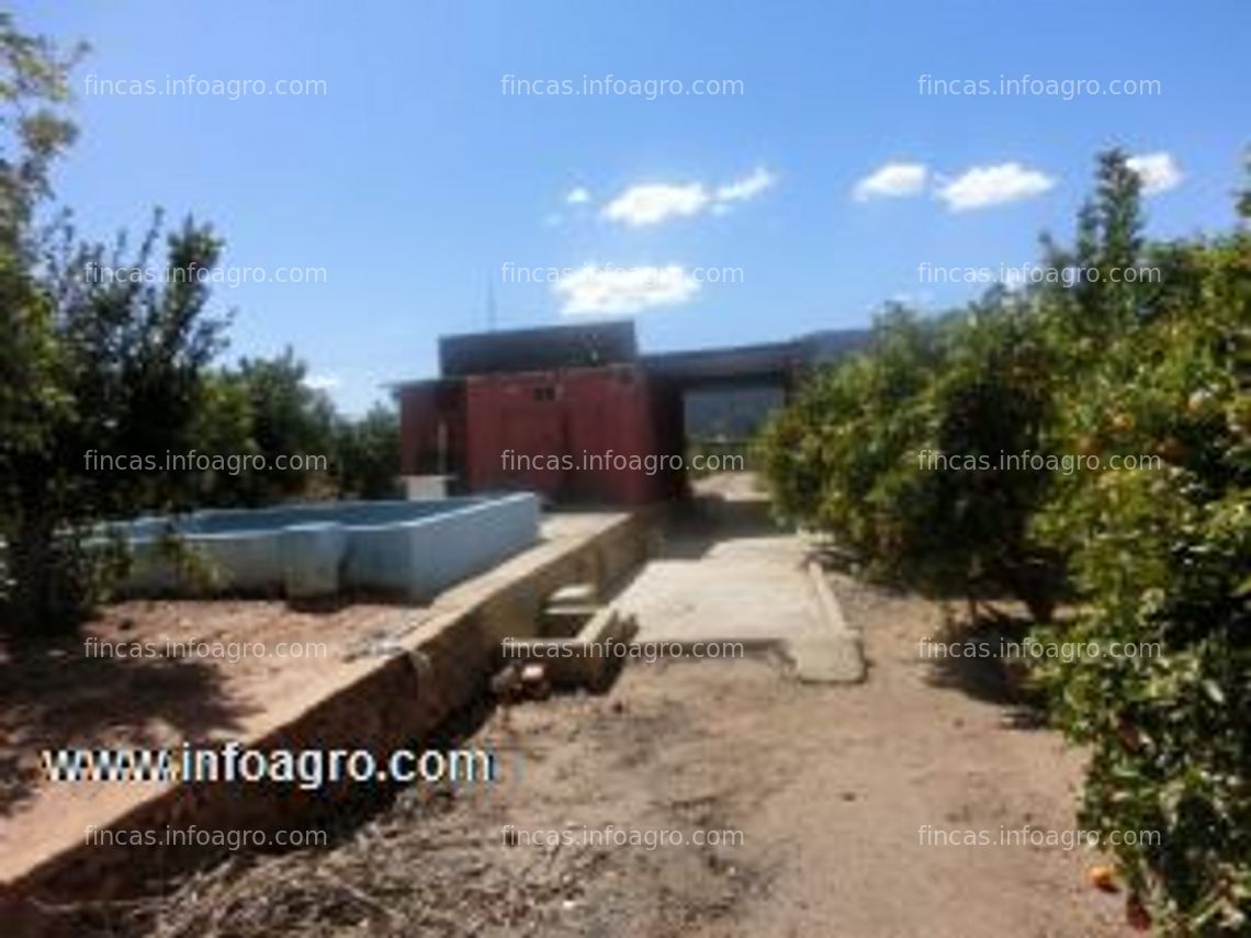 Fotos de Vendo oportunidad¡¡¡¡campo de naranjas de 11 hanegadas en plena produccion. naranjas variedad navelane y valencias. tiene luz, agua, caseta de campo/aperos. riego por goteo en toda la parcela y balsa