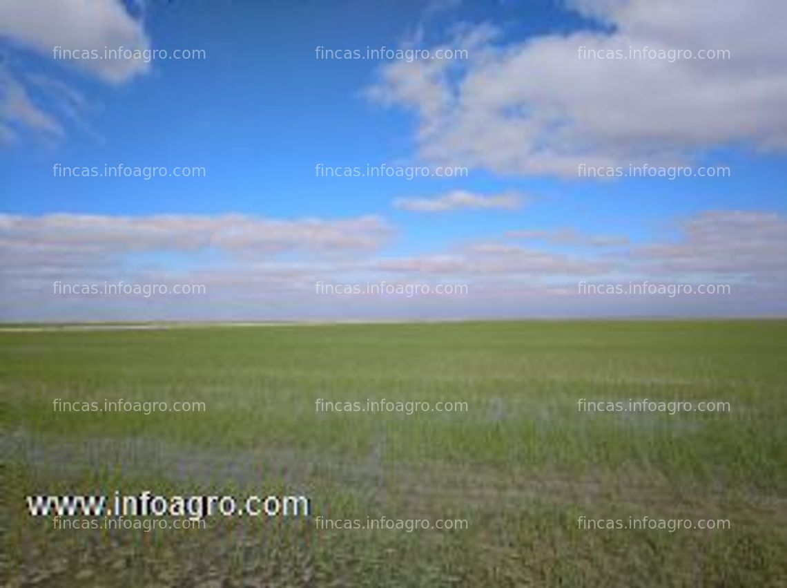 Fotos de A la venta tierras de arroz en isla mayor