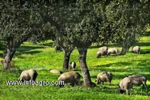 En venta  finca ganadera. en jerez de los caballeros badajoz.