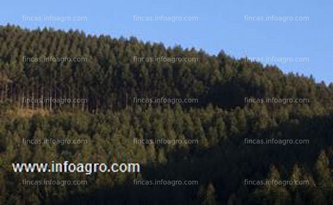 Fotos de En venta  finca forestal 11000 m2 plantada con 9000 eucaliptos
