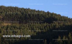 En venta  finca forestal 11000 m2 plantada con 9000 eucaliptos