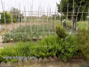 Se vende terreno rustico de regadio, en juneda lleida