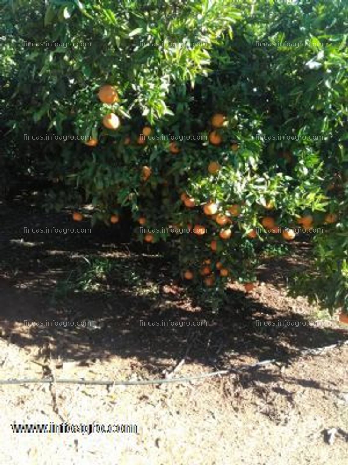 Fotos de A la venta finca de naranjos en castellón