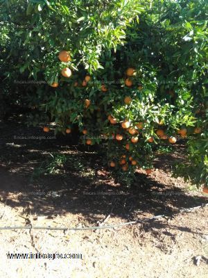 A la venta finca de naranjos en castellón