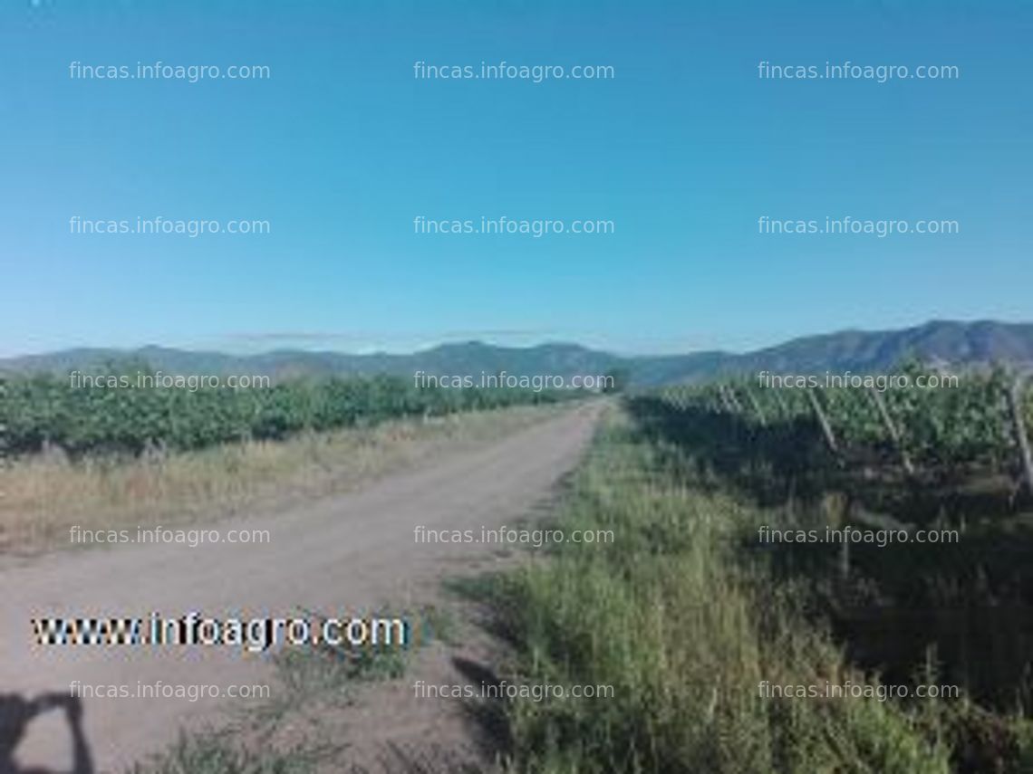 Fotos de A la venta campo de 80 hectareas plantadas con viñas